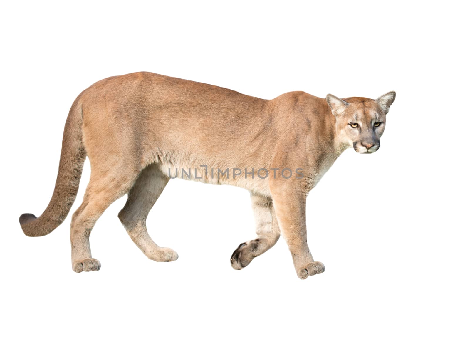 puma or cougar isolated on white background