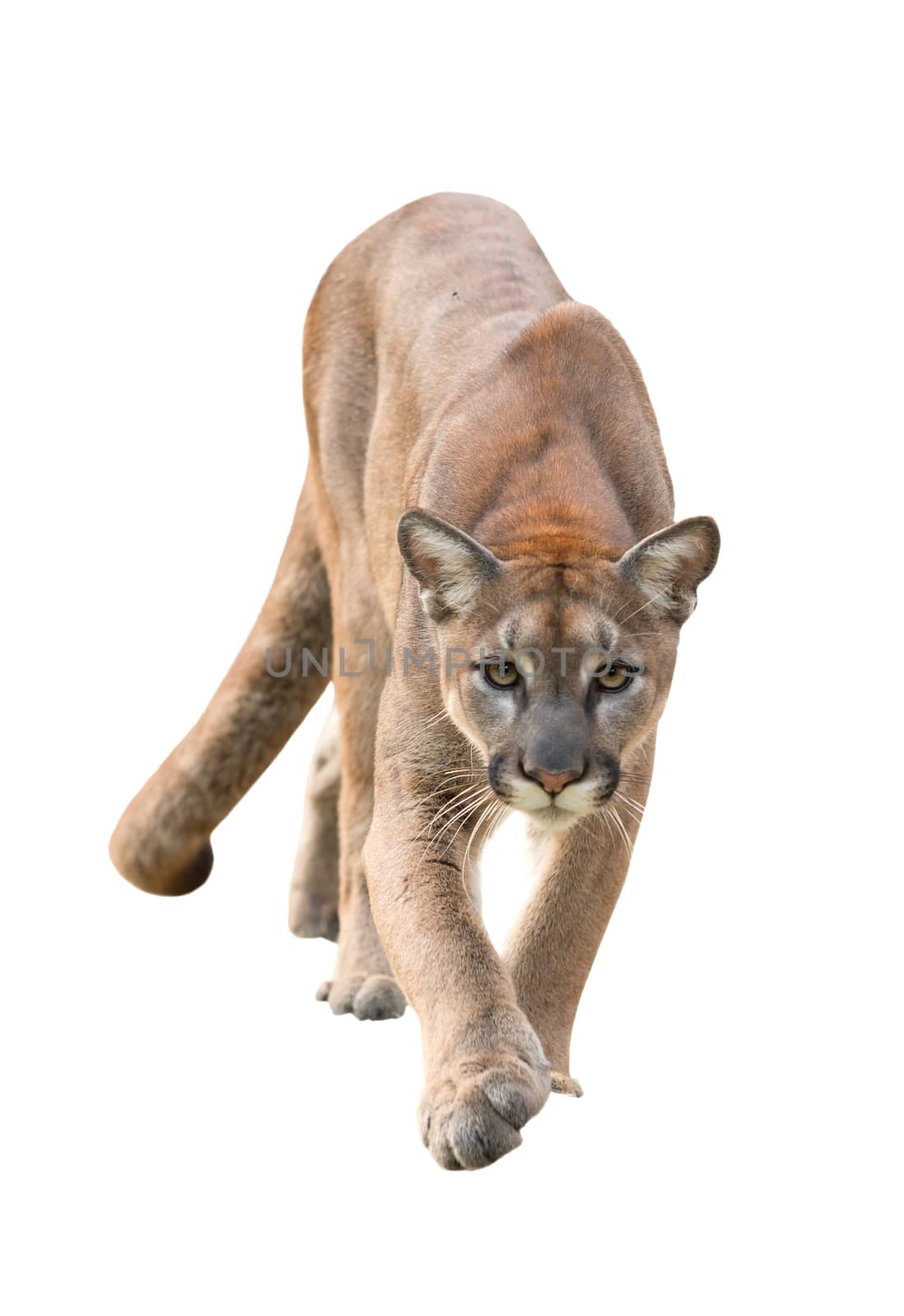 puma isolated by anankkml