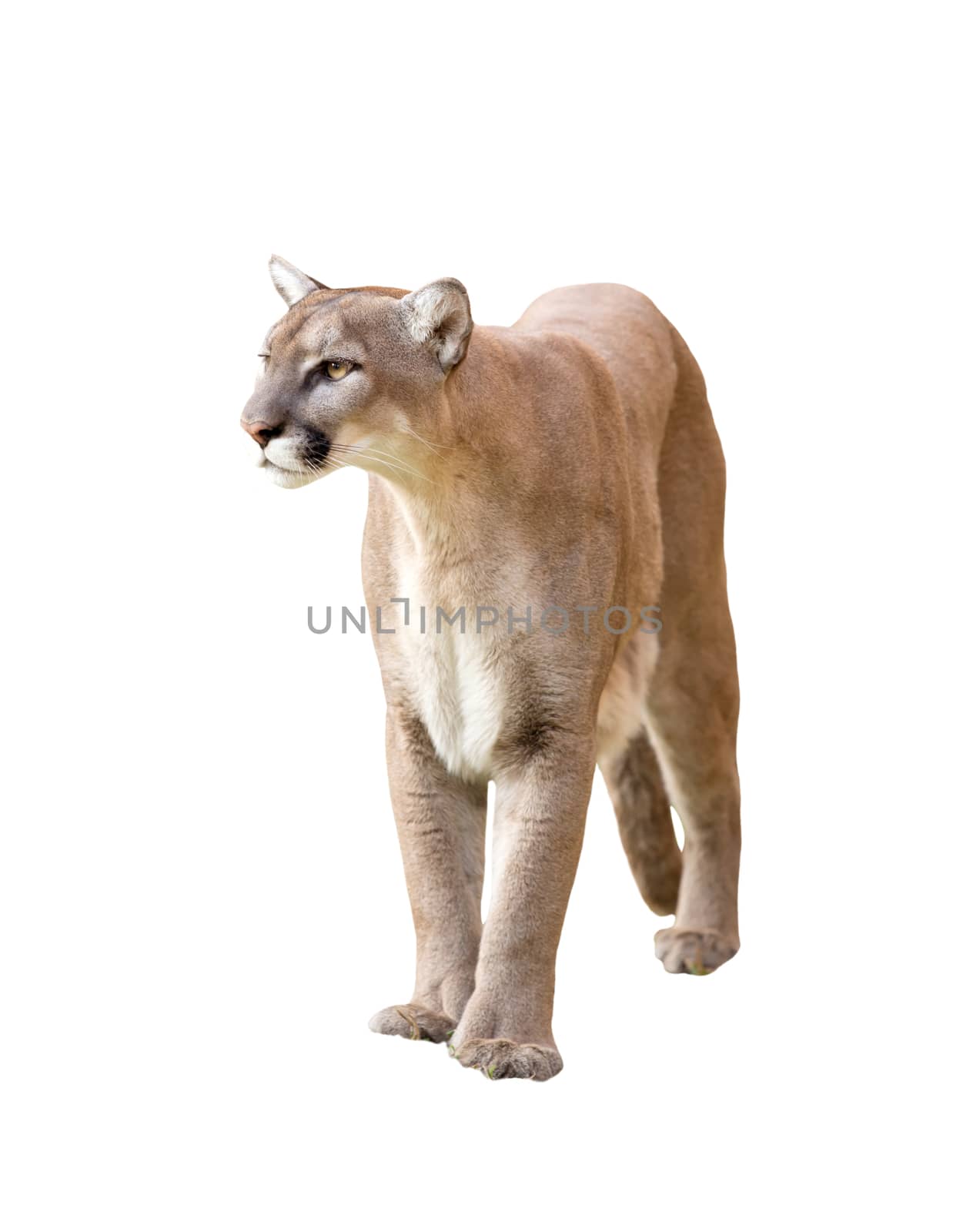 puma or cougar isolated on white background