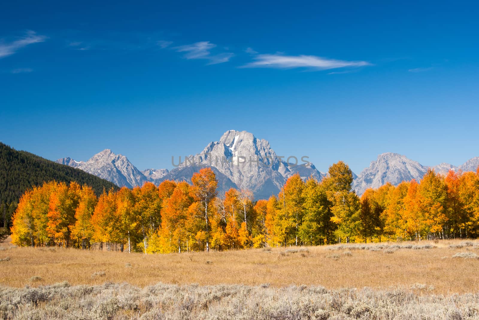 Aspens turn in Fall at Grand Teton National Park