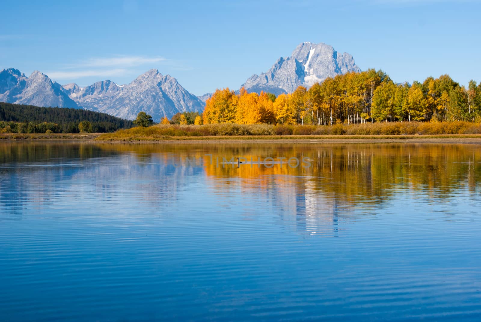 Bird on the lake in Grand Tetons National Park by emattil