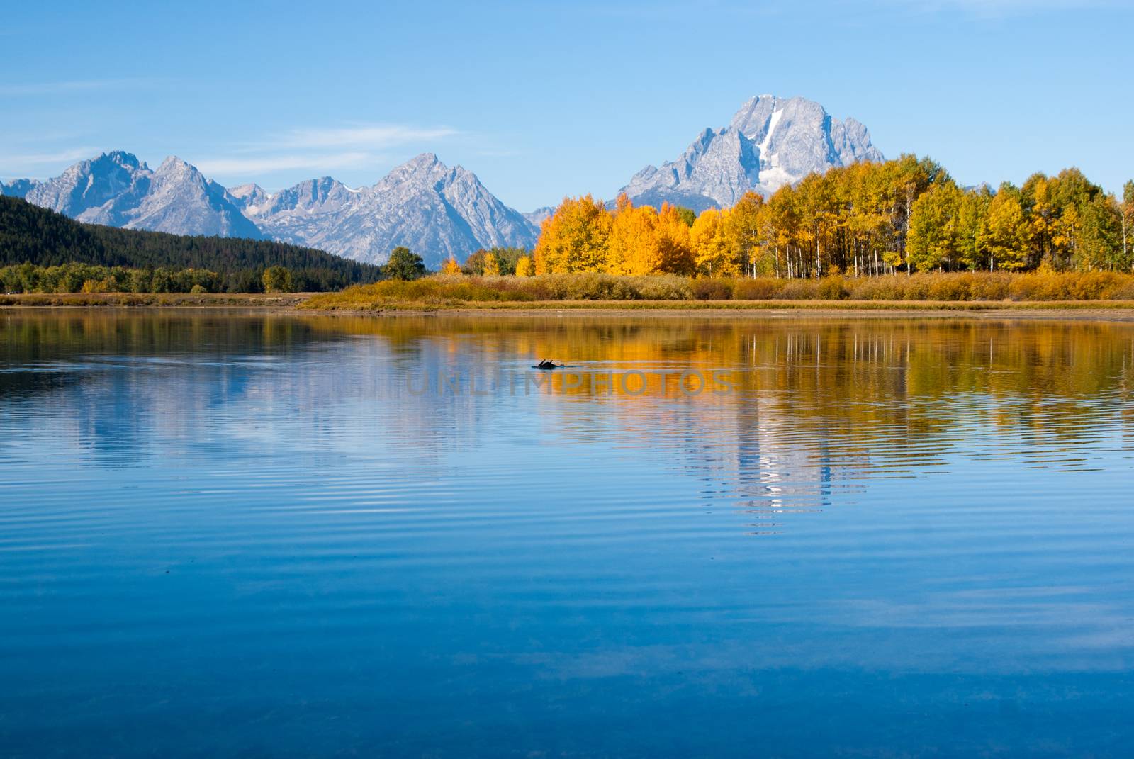 Moose swims in reflections of Grand tetons lake by emattil