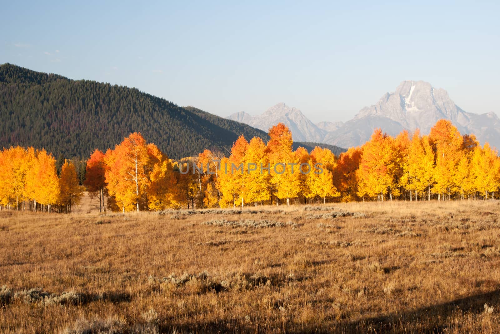 Fire color aspens in Grand tetons National Park