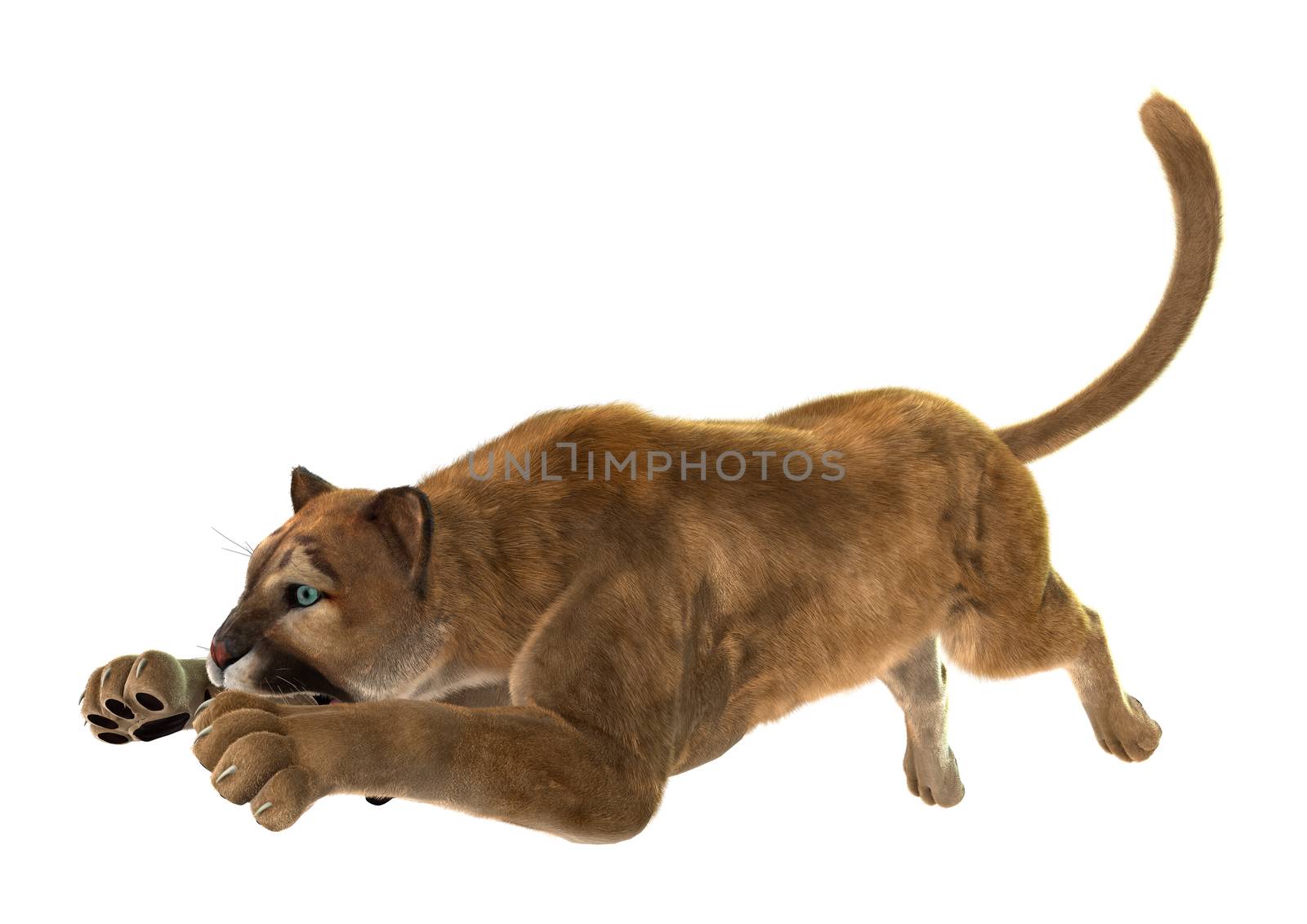 3D digital render of a puma, also known as a cougar, mountain lion, or catamount, isolated on white background