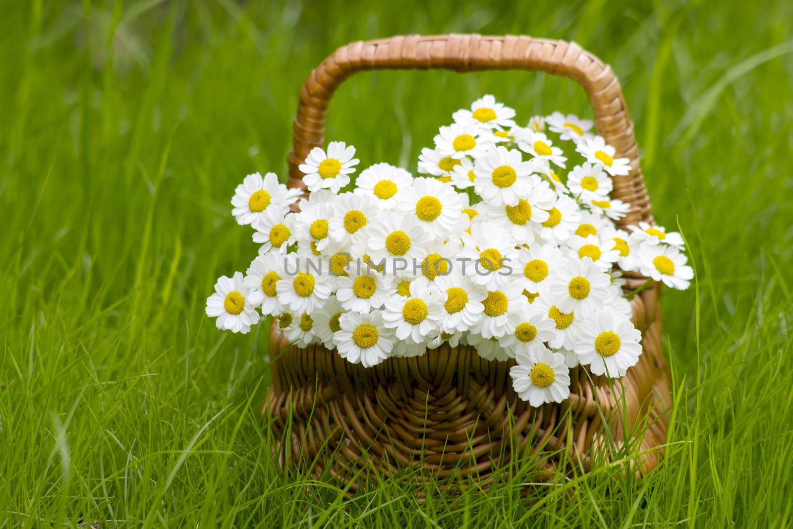 Basket with daisies on grass by miradrozdowski