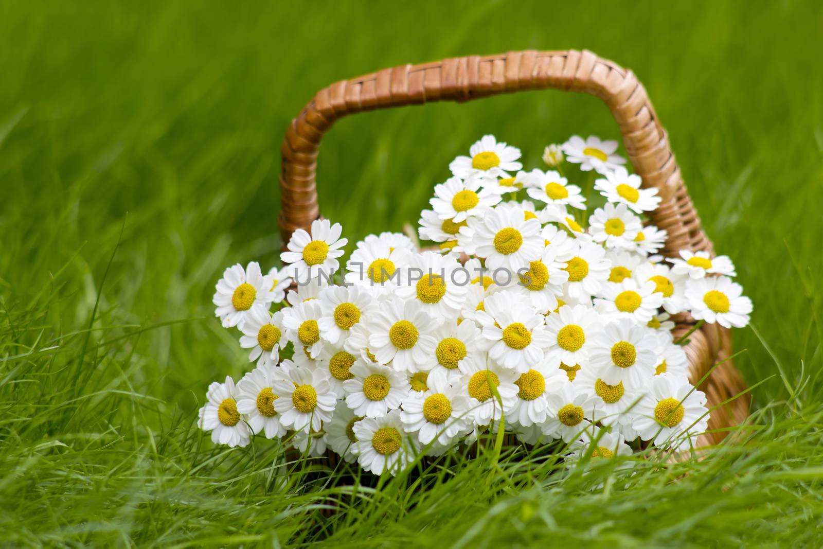 Basket with daisies on grass by miradrozdowski