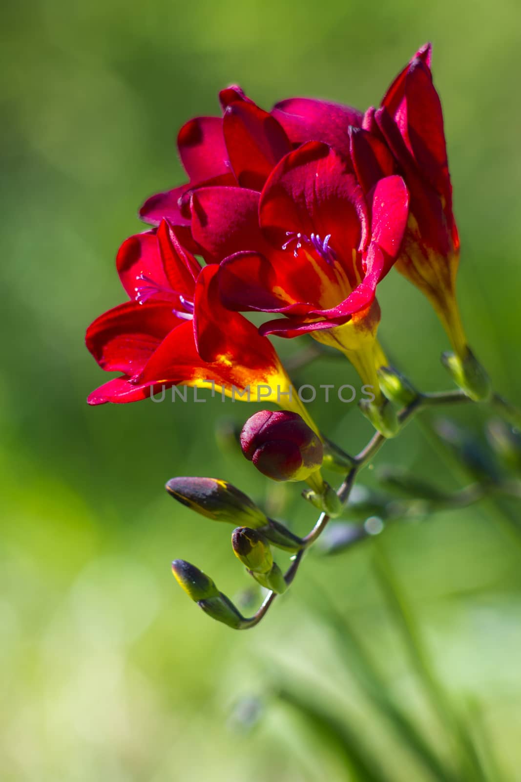 red freesia in the garden by miradrozdowski