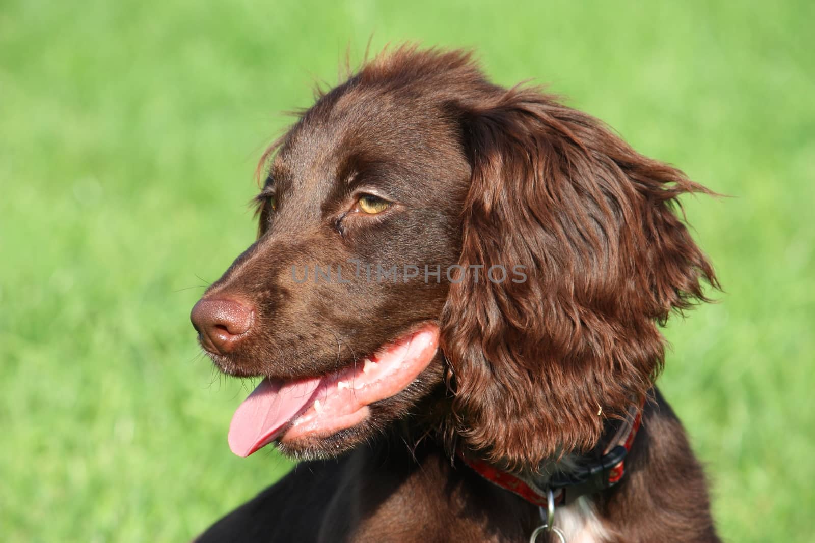 very cute young small chocolate liver working type cocker spaniel