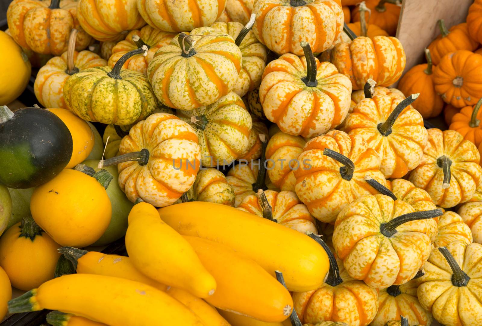 Organic Pumpkins by Iko