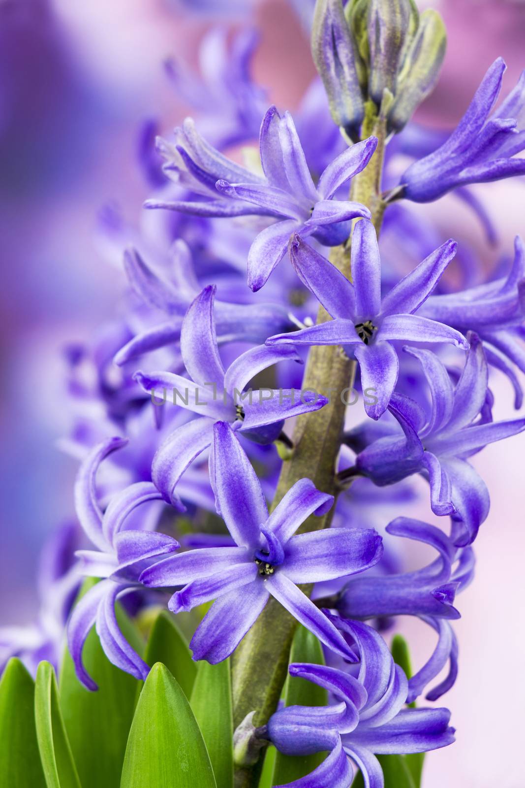 blooming hyacinth flowers (hyacinthus)