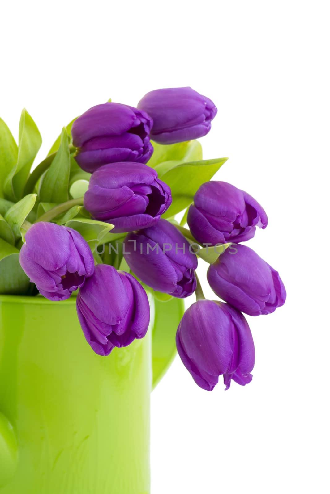 bunch of violet tulips