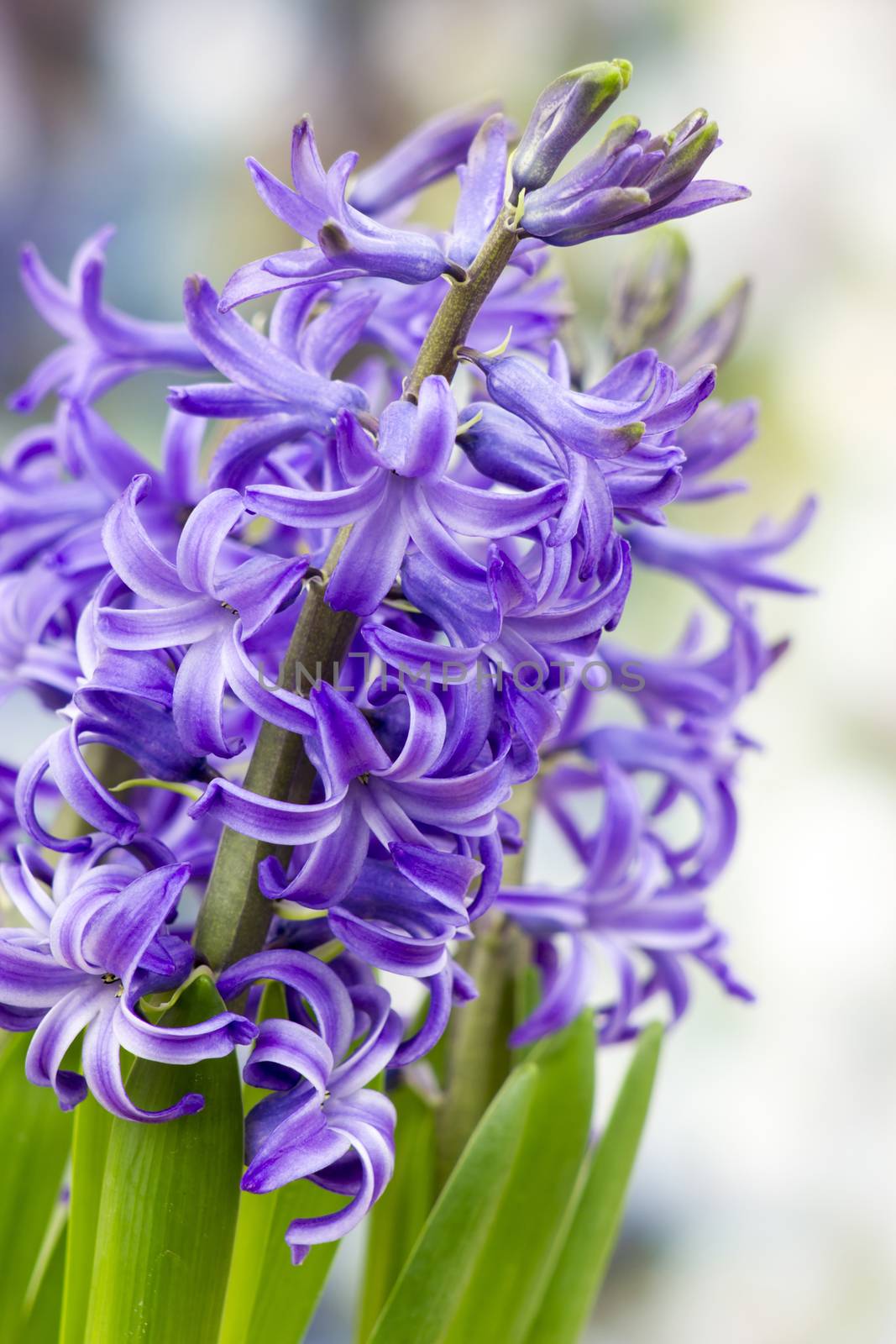 blooming hyacinth flowers (hyacinthus)
