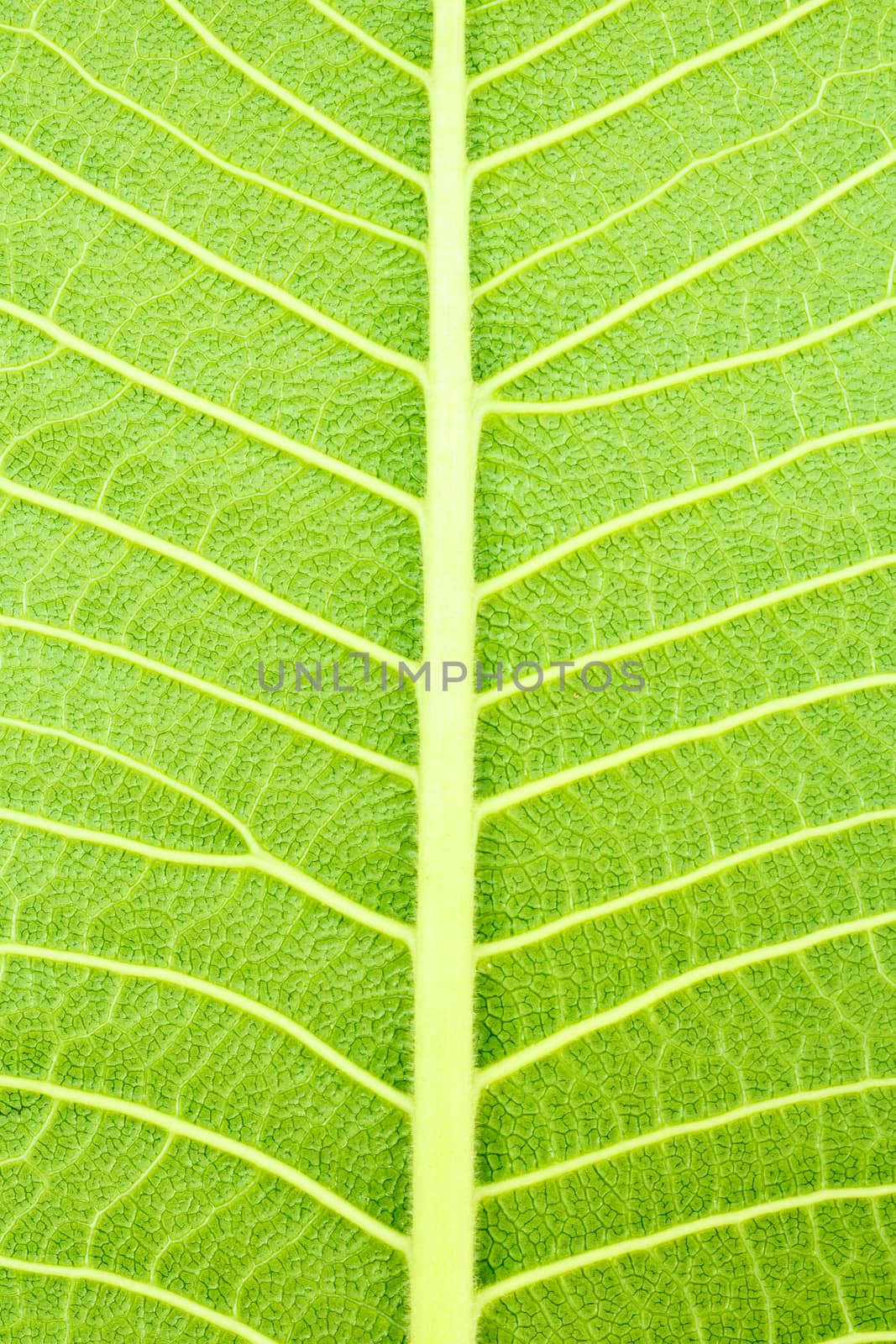 texture of leaf