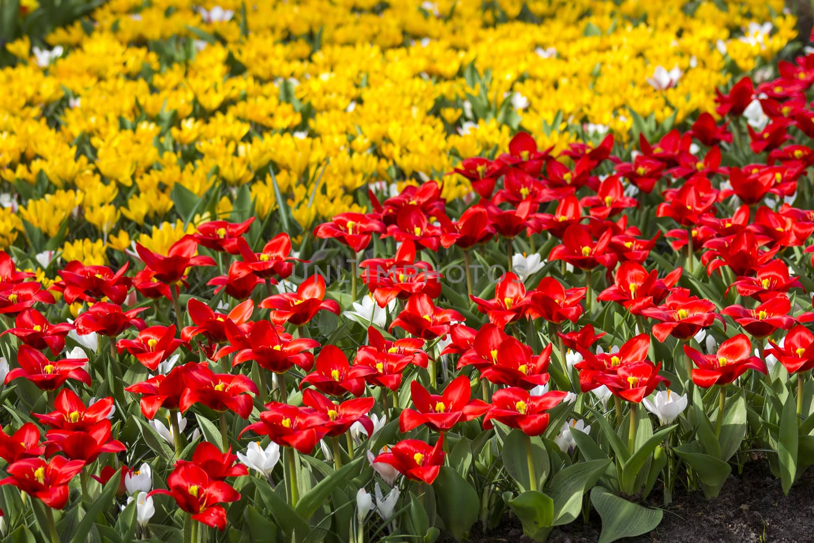 Beautiful flowers in Keukenhof Garden