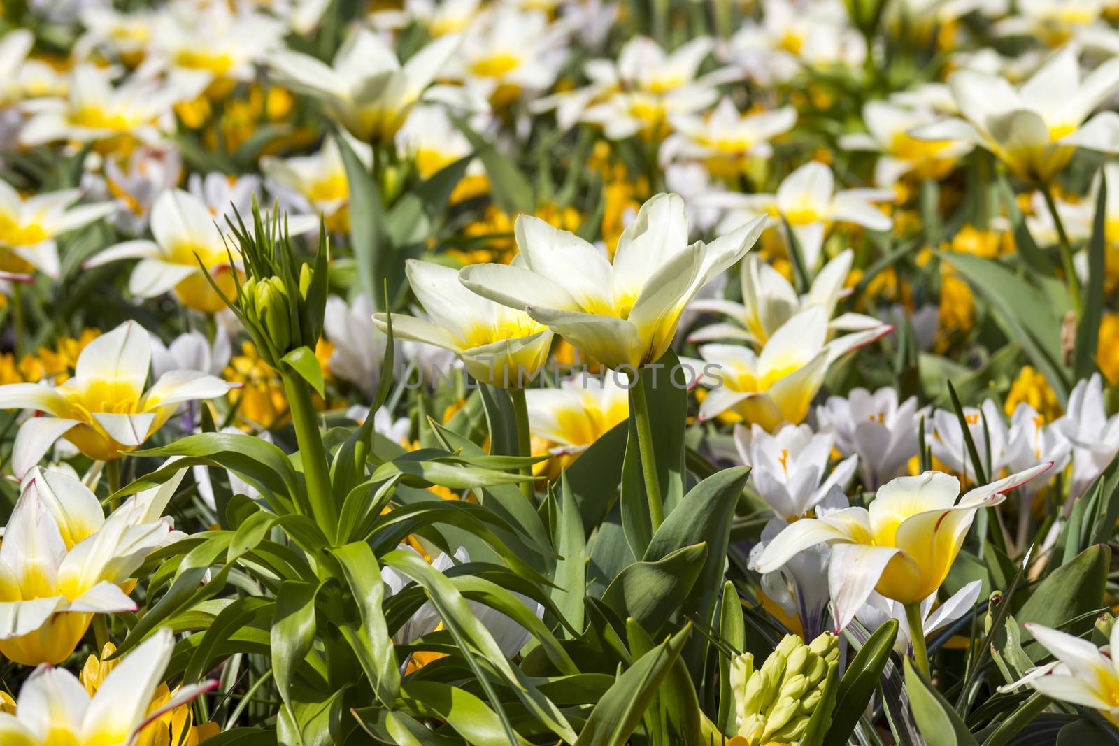 Beautiful flowers in Keukenhof Garden