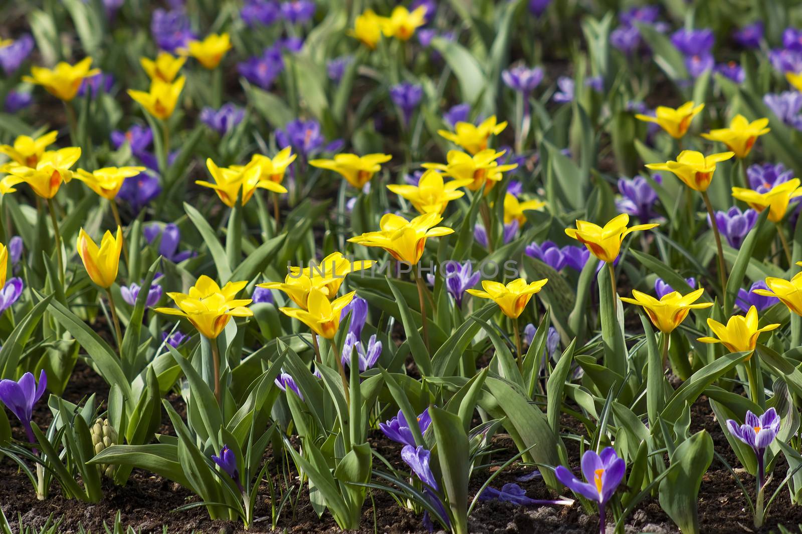 Beautiful flowers in Keukenhof Garden