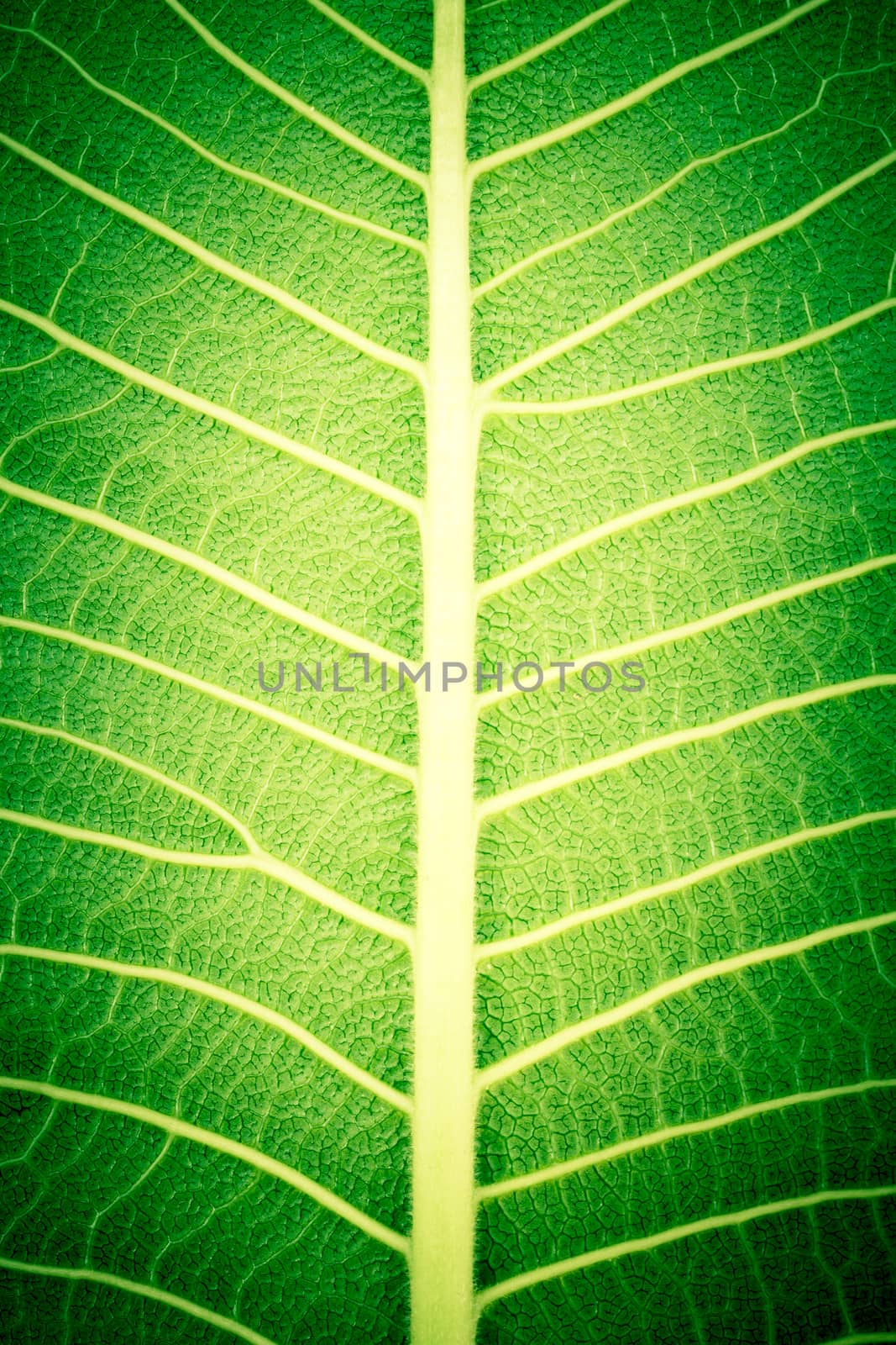 texture of leaf