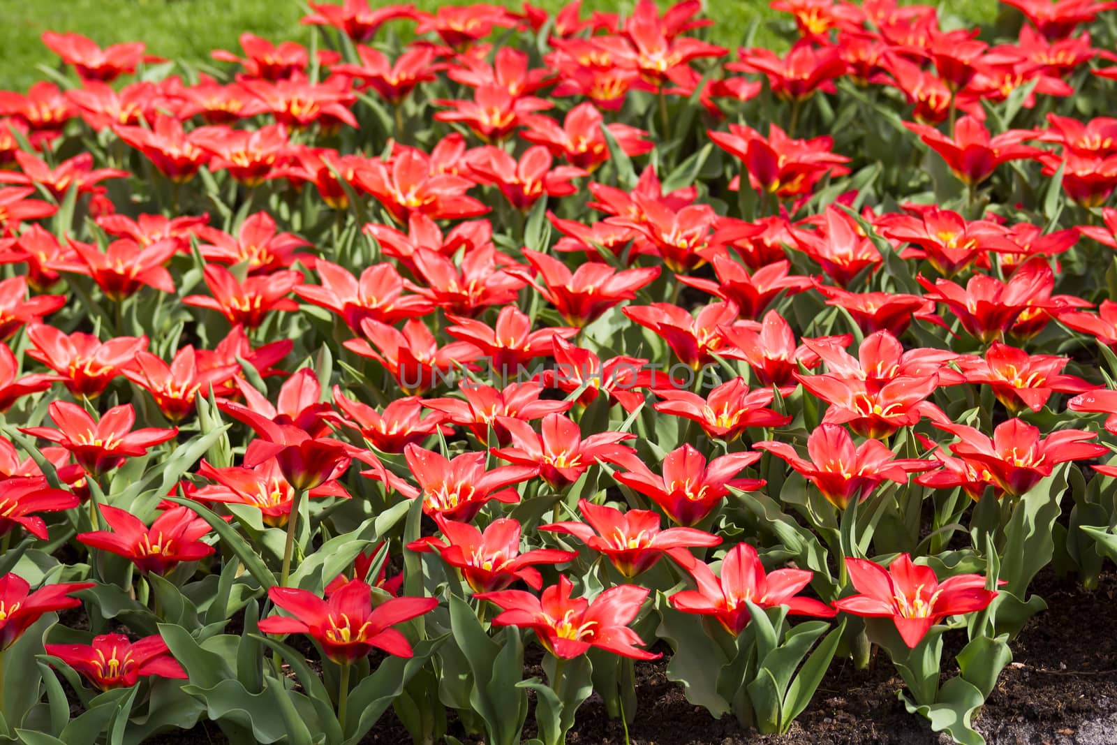 red tulips in Keukenhof Garden