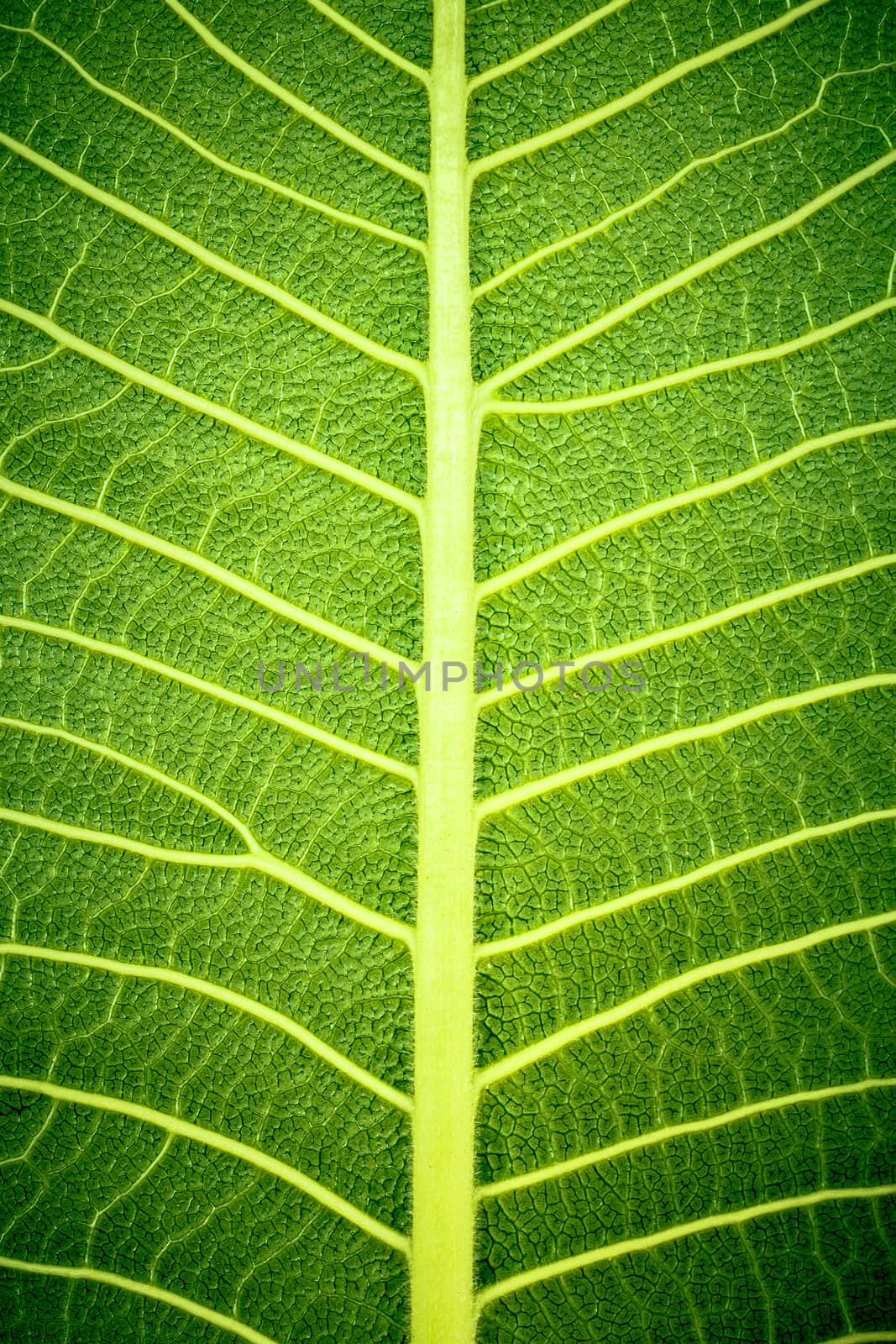 texture of leaf