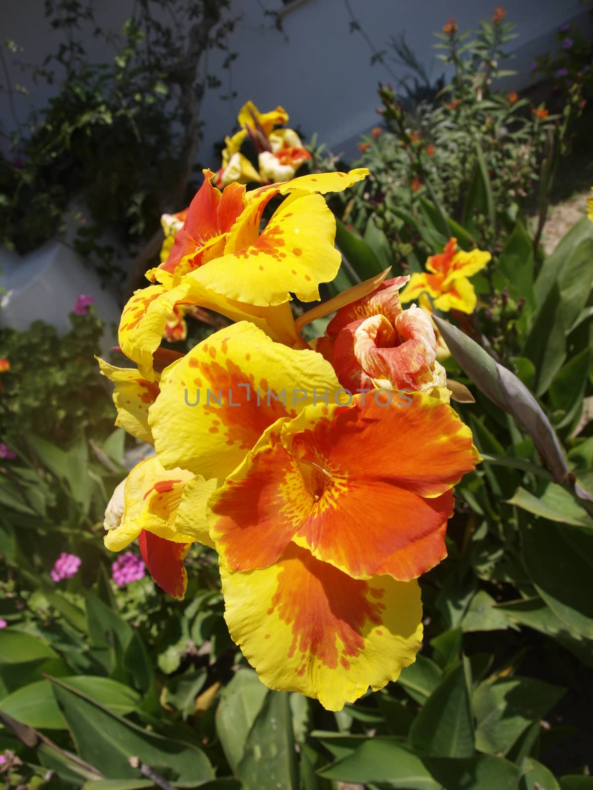 Canna belonging to family Musaceae like banana is very impressive flower tolerating dry and sandy places. It likes much sun