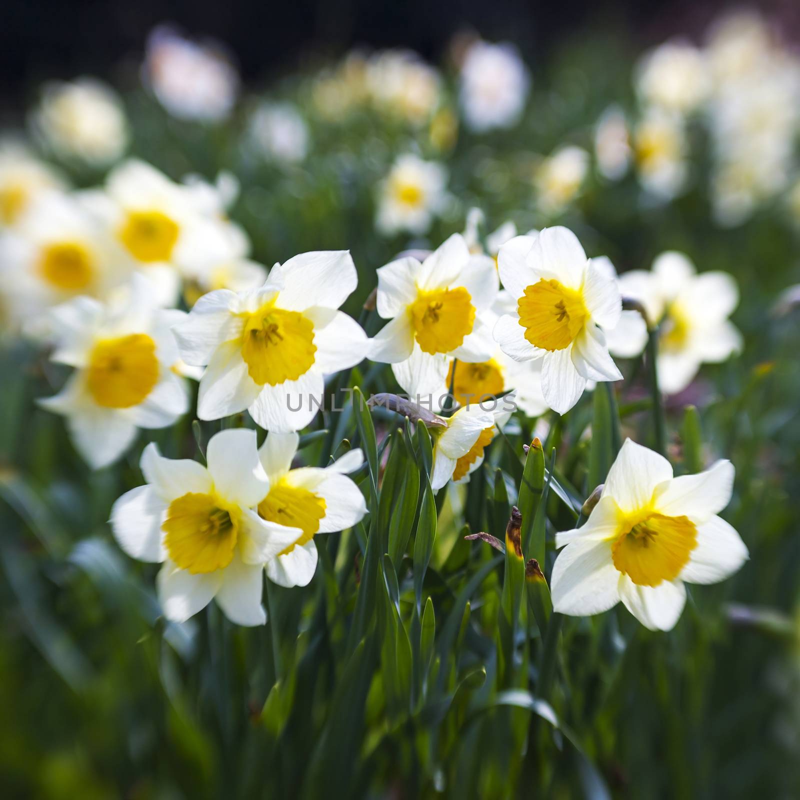 white daffodils in the park, springtime