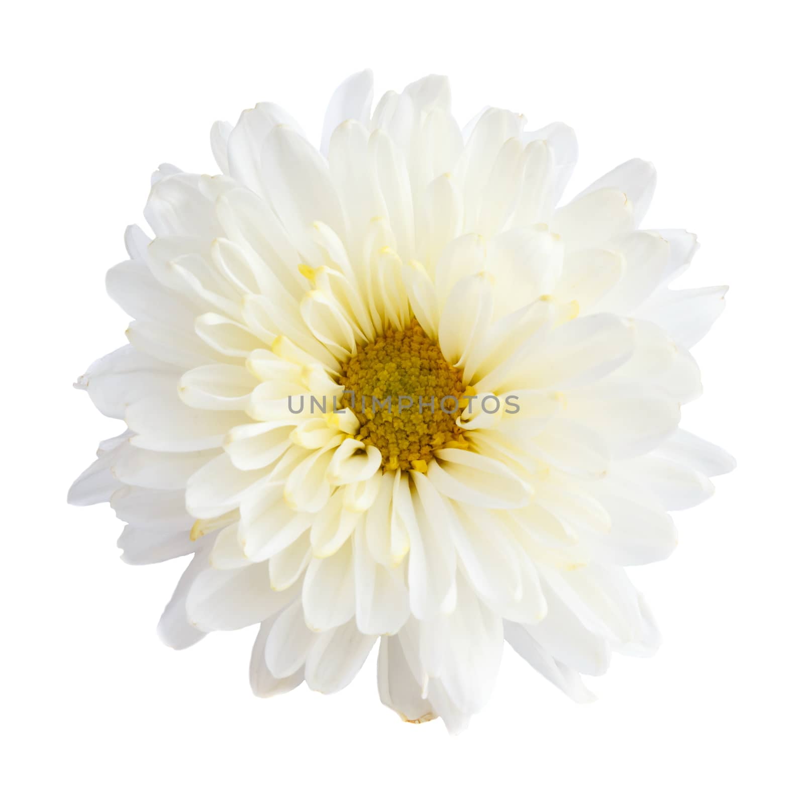 White color Chrysanthemum on white background (isolated)