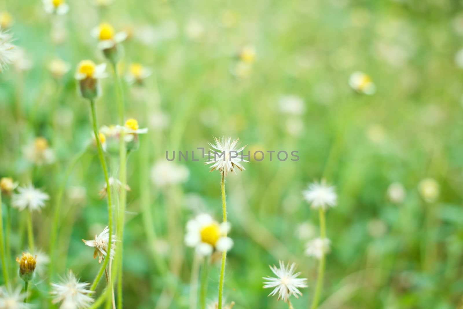 Field of Mexican daisy, Coatbuttons. by Tachjang