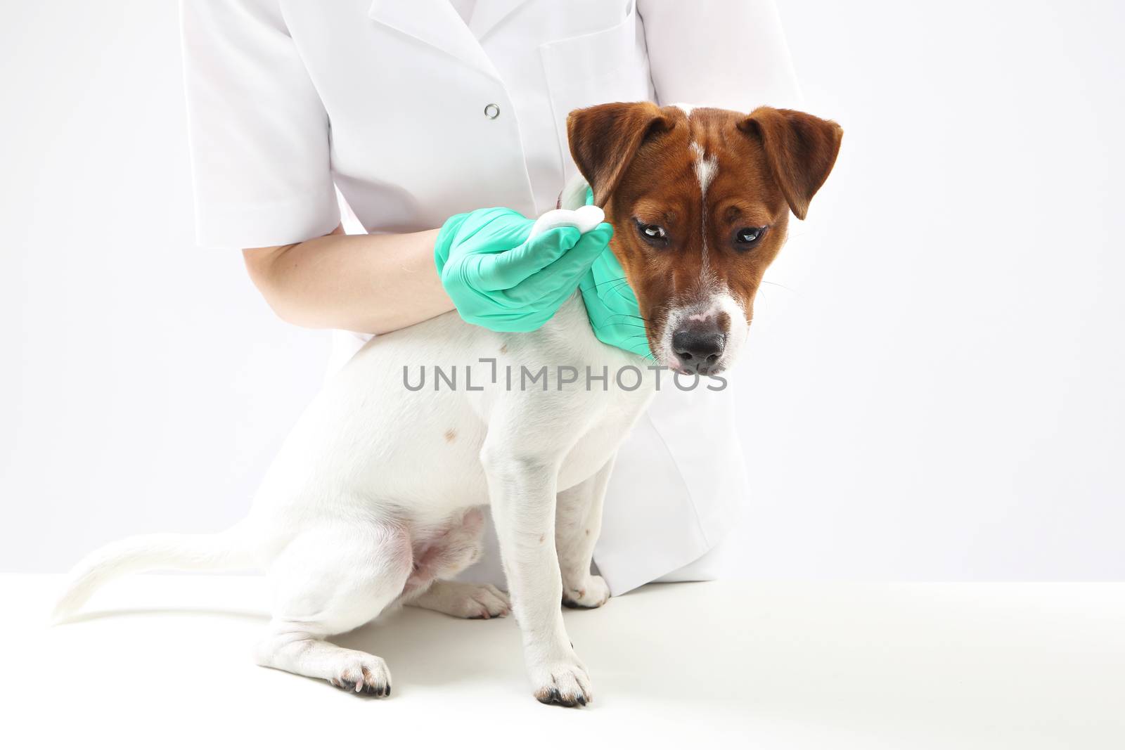 Young dog, jack russell terrier during surgery at veterinarian
