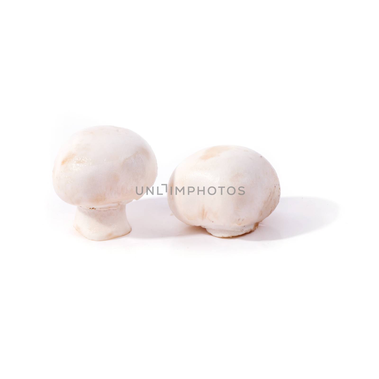 Few of mushrooms on a white background