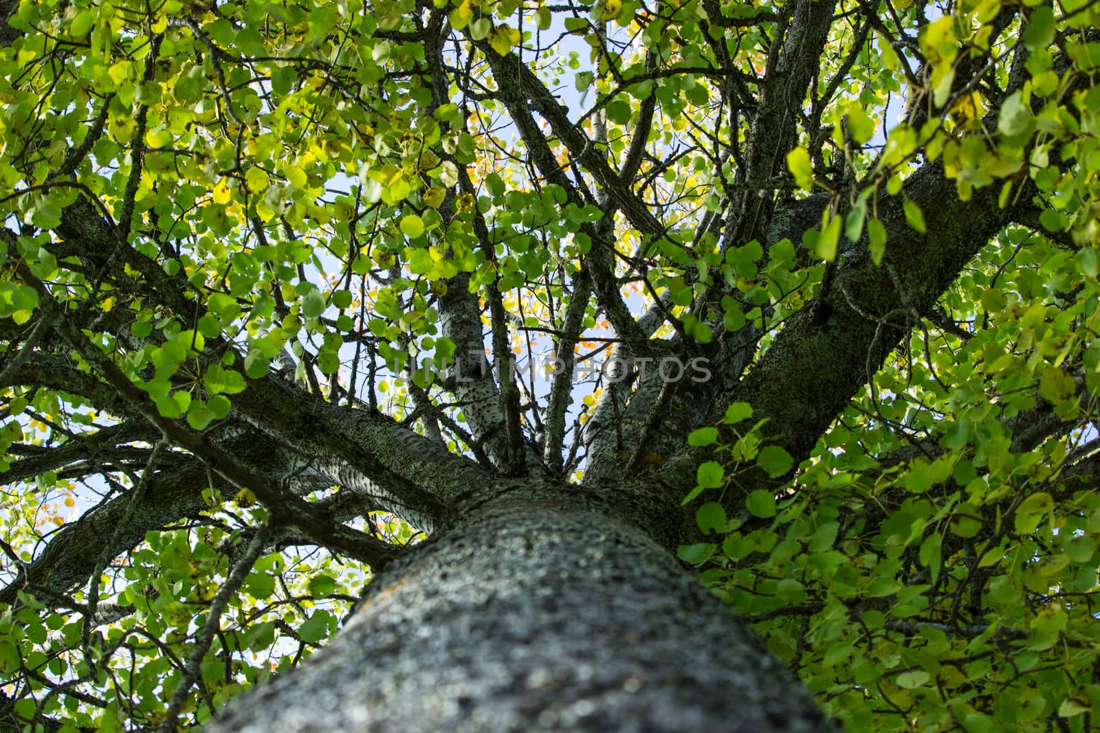 Inside Aspen Tree