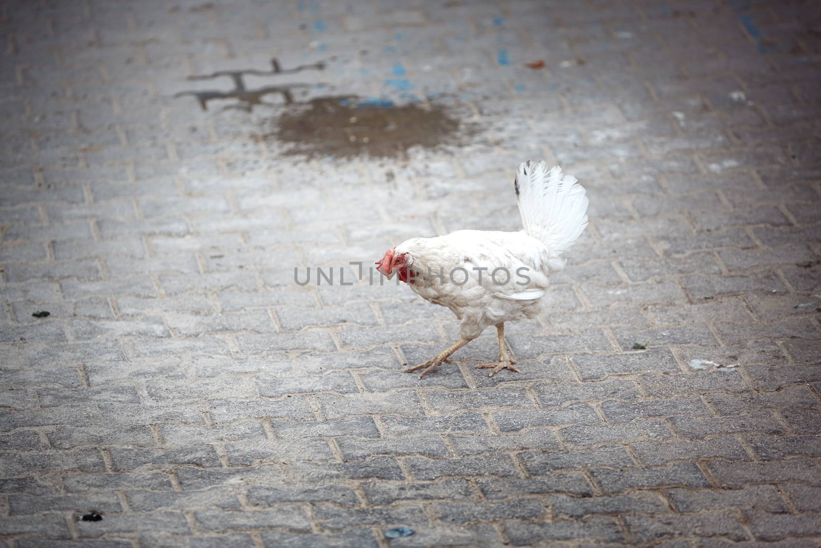 White hen at the backyard. Istanbul, Turkey