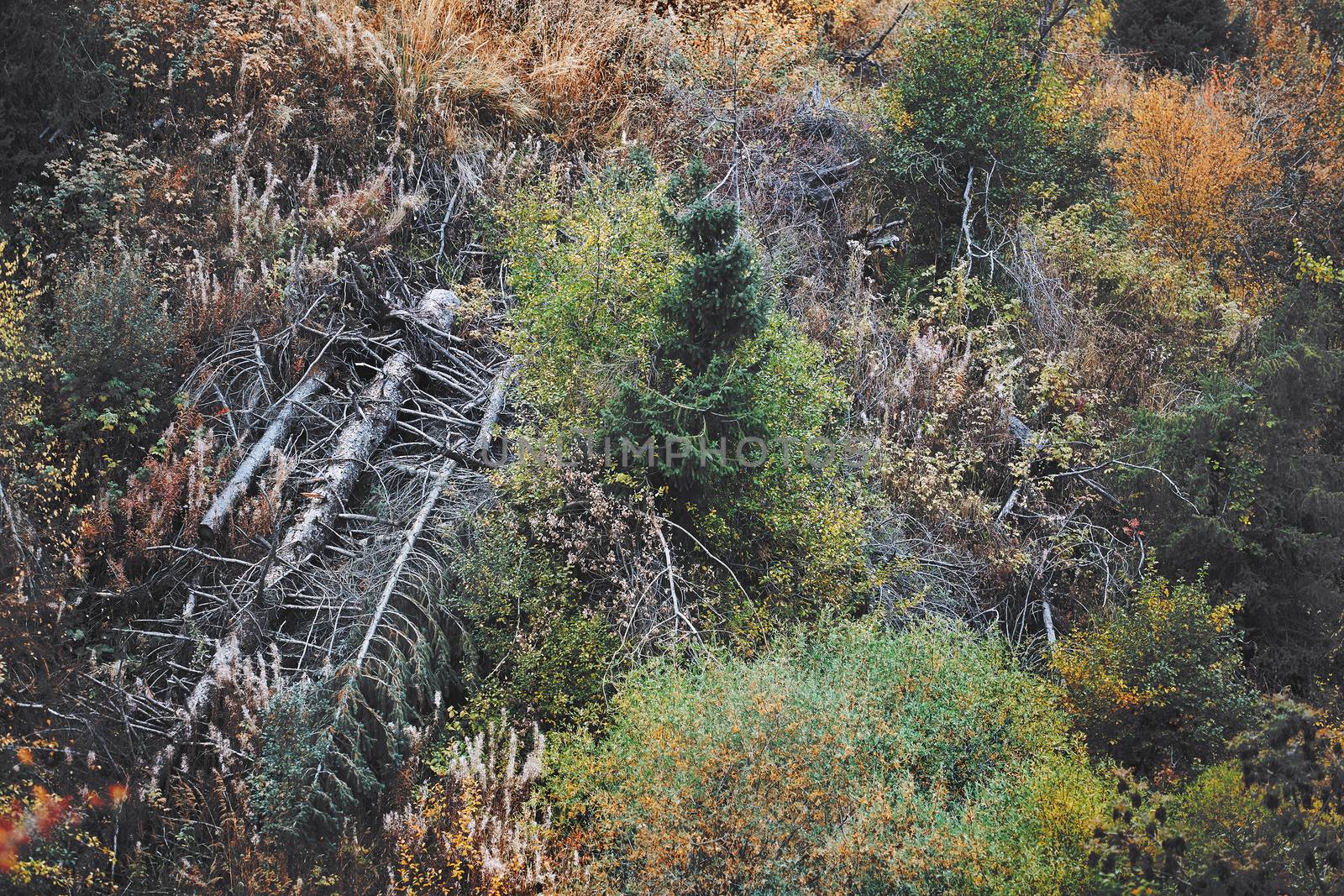 Forest with dead trees. Horizontal photo