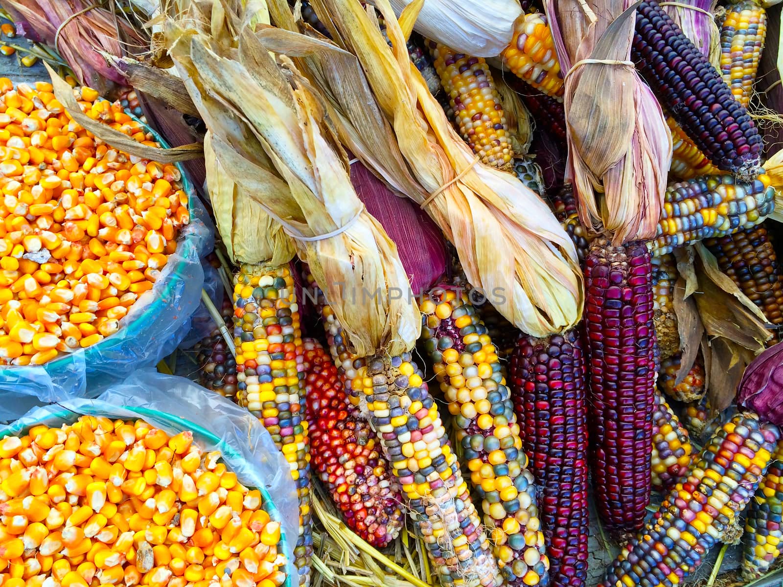 Variety of colorful corn by anikasalsera