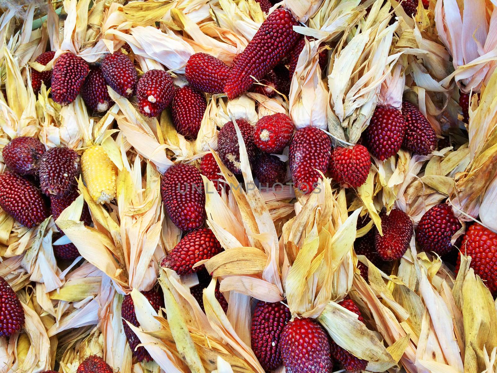 Variety of Peruvian colored corn. Autumn market.