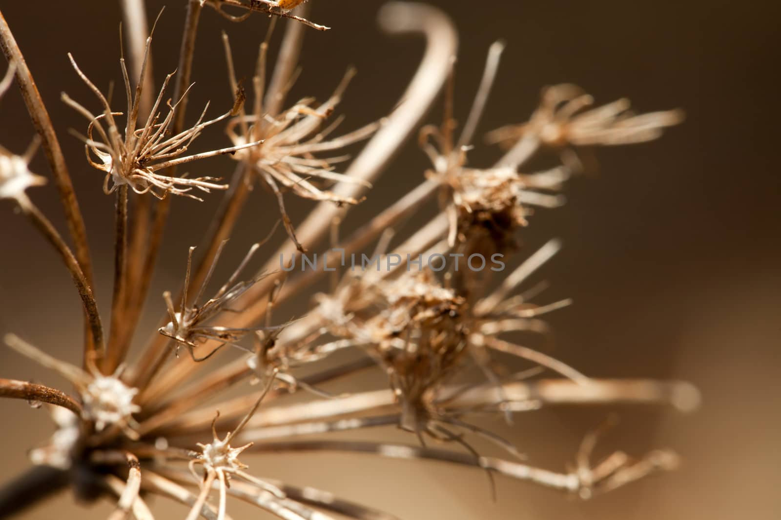 Dried Flower Macro by graficallyminded