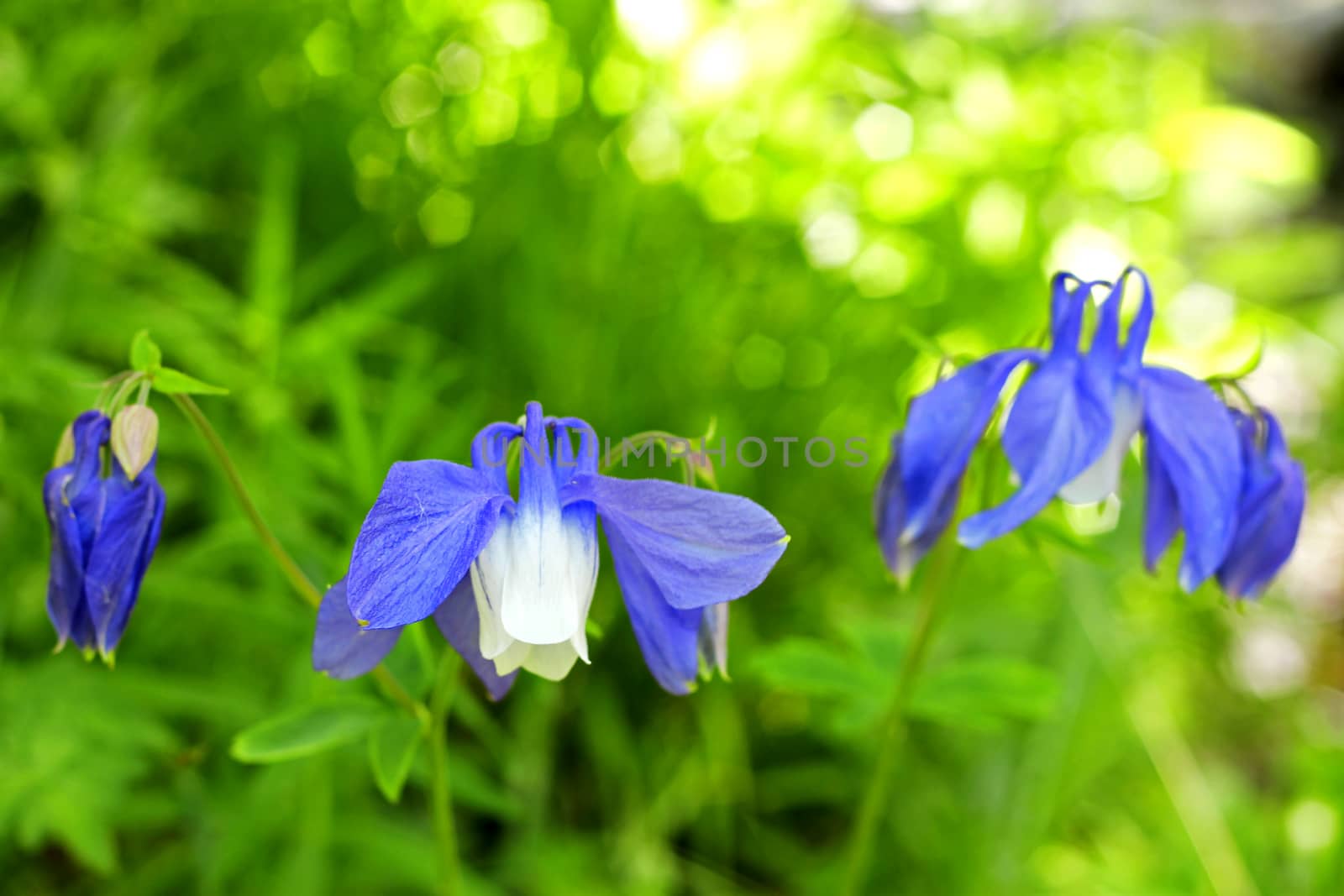 Blue field flower on the summer mountain meadow by scullery