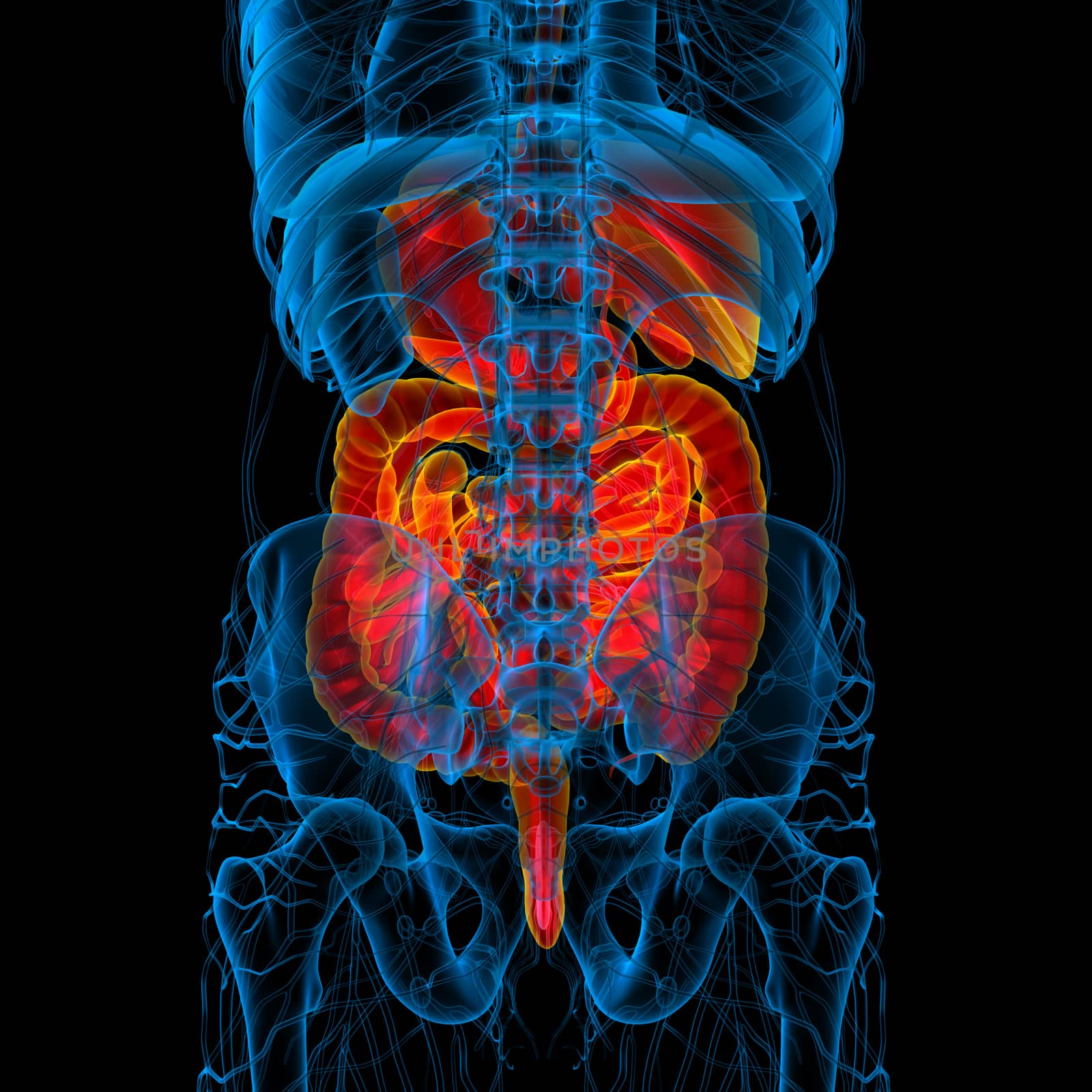 3d render medical illustration of the human digestive system - back view