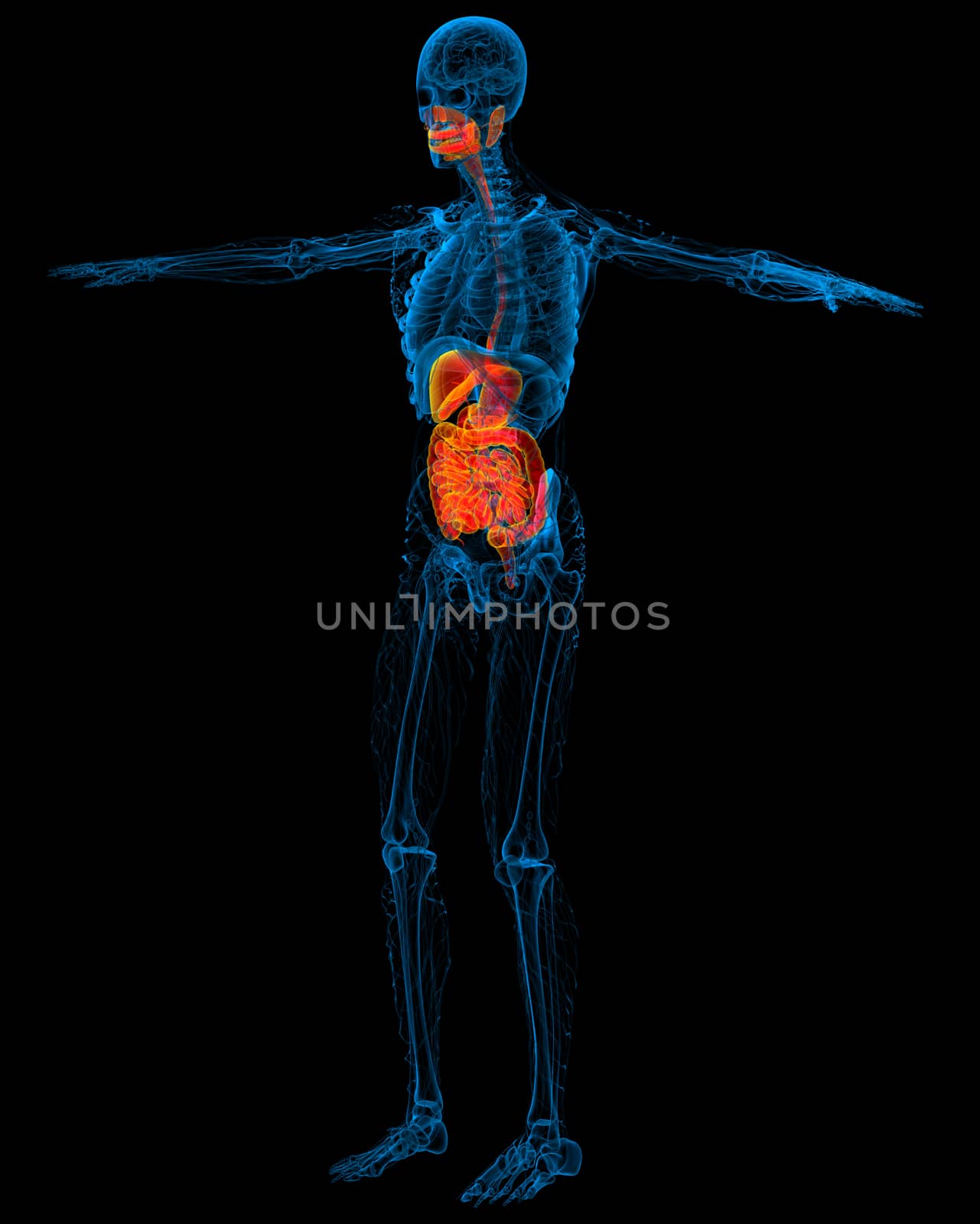 3d render medical illustration of the human digestive system - side view