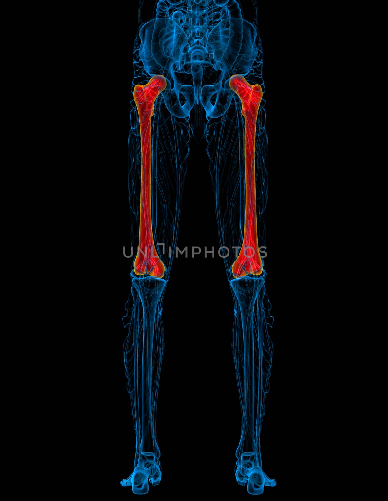 3d render medical illustration of the femur bone - back view
