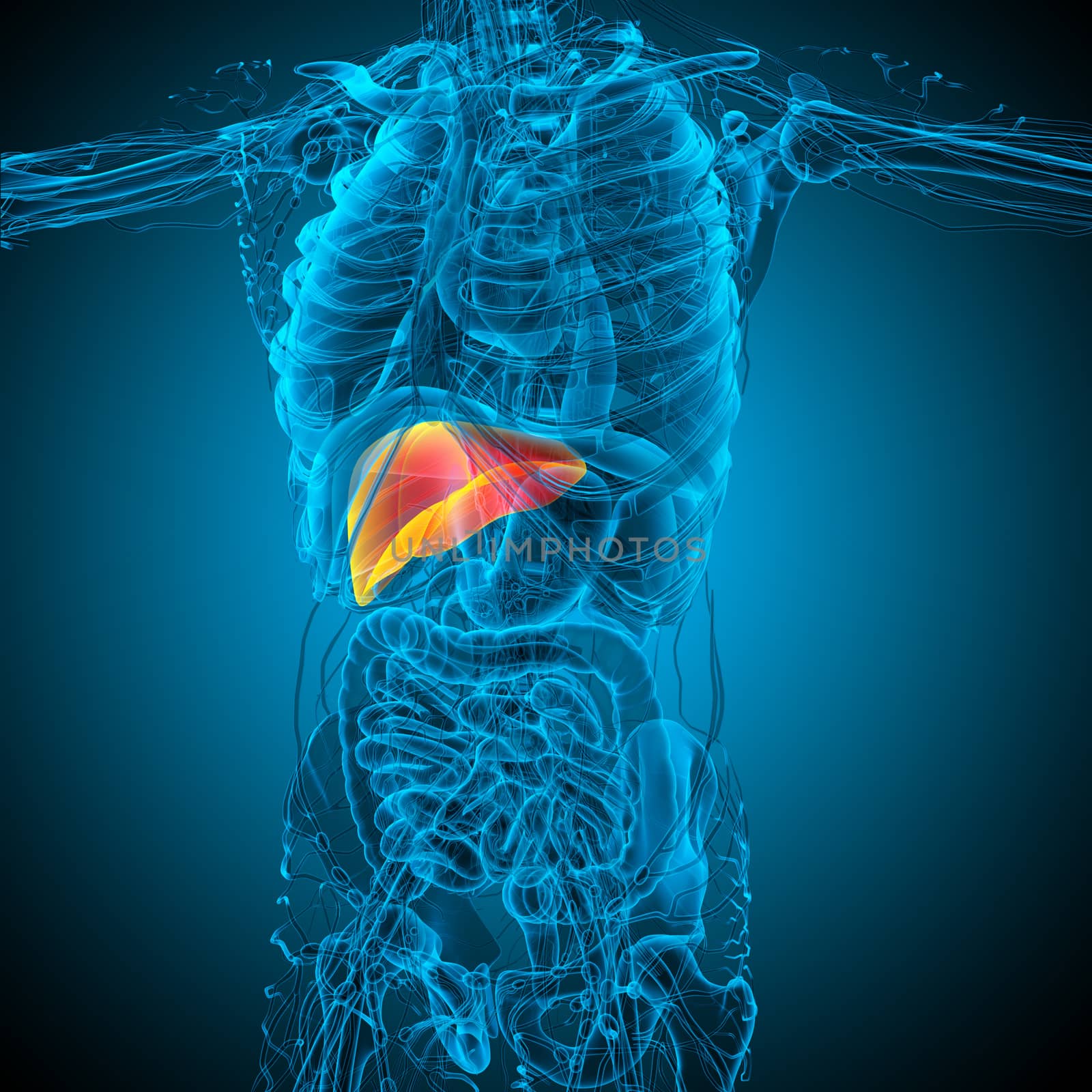 3d render medical illustration of the liver - side view