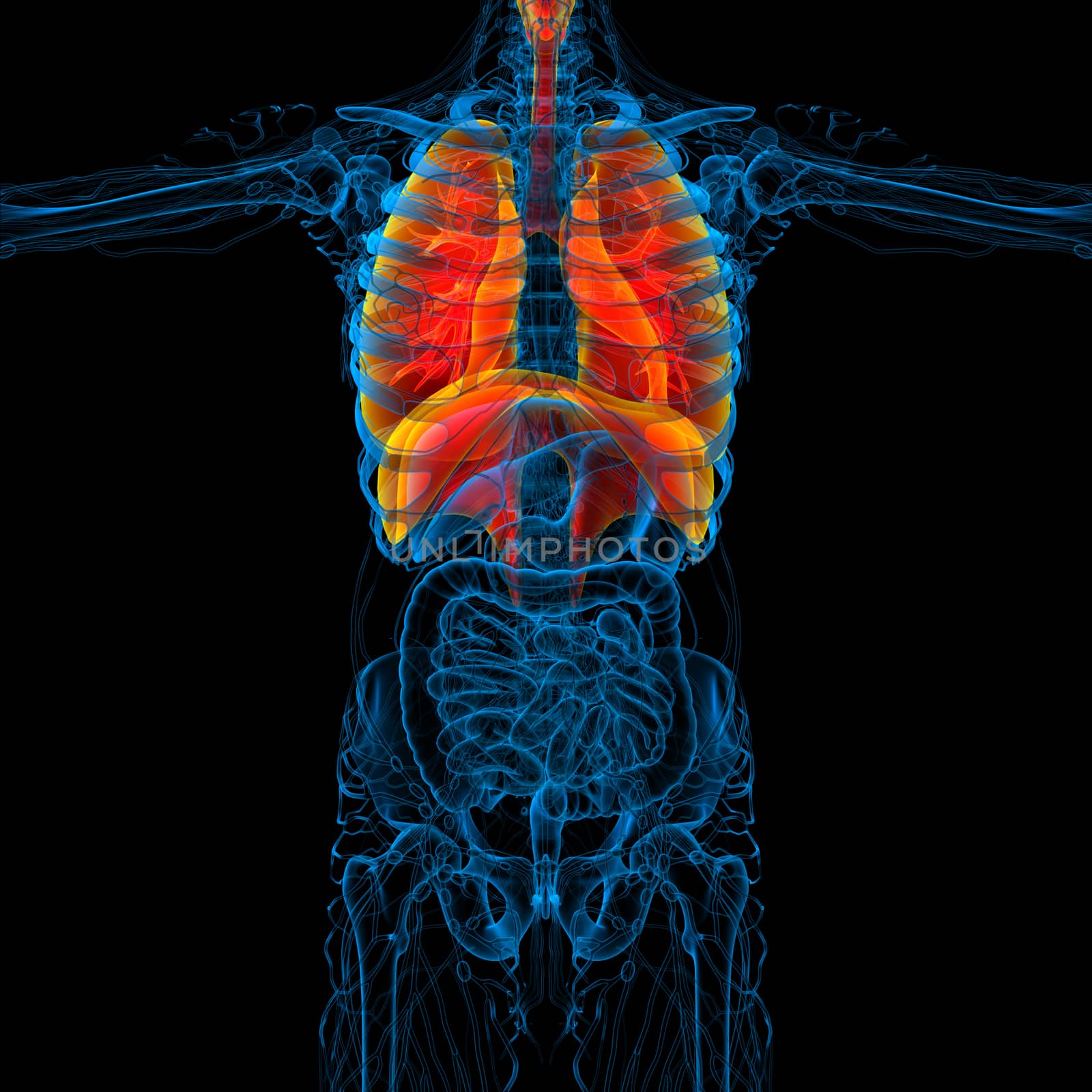 3d render medical illustration of the human respiratory system - front view