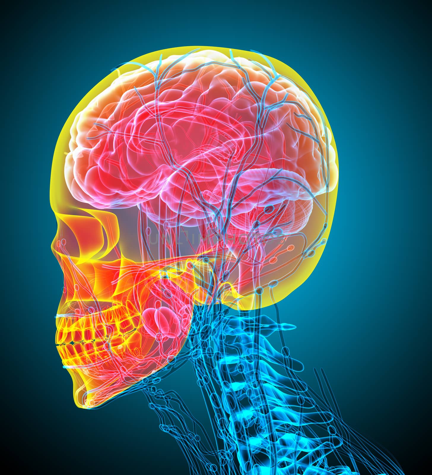 3d render medical illustration of the human skull - side view