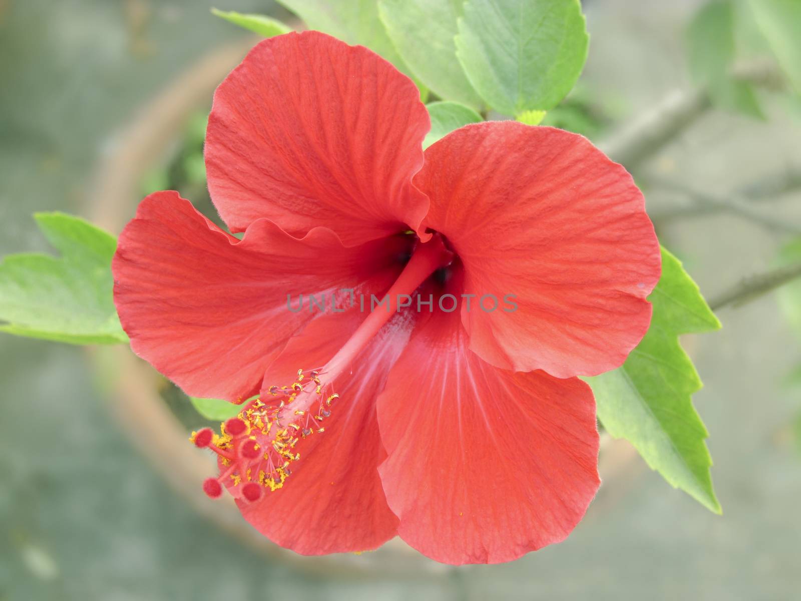 Red hibiscus flower from front view by drpgayen