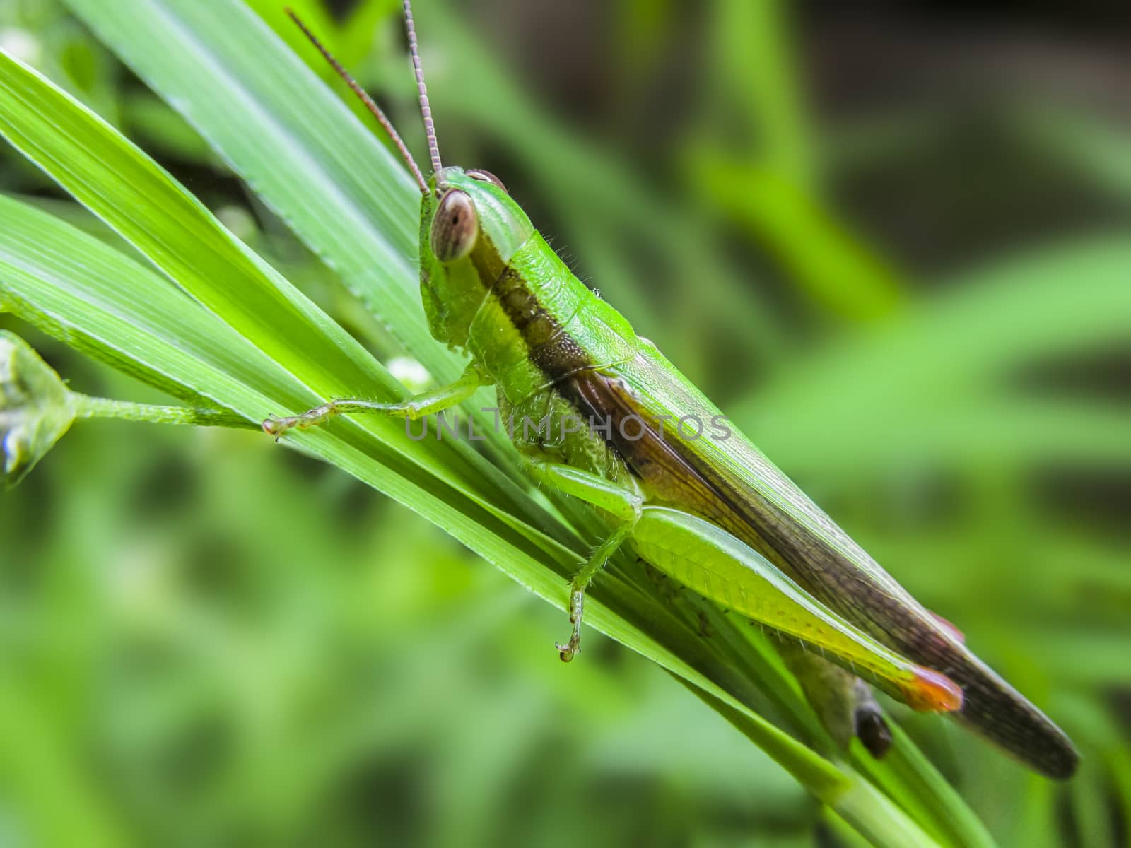 Grass hopper in the sun