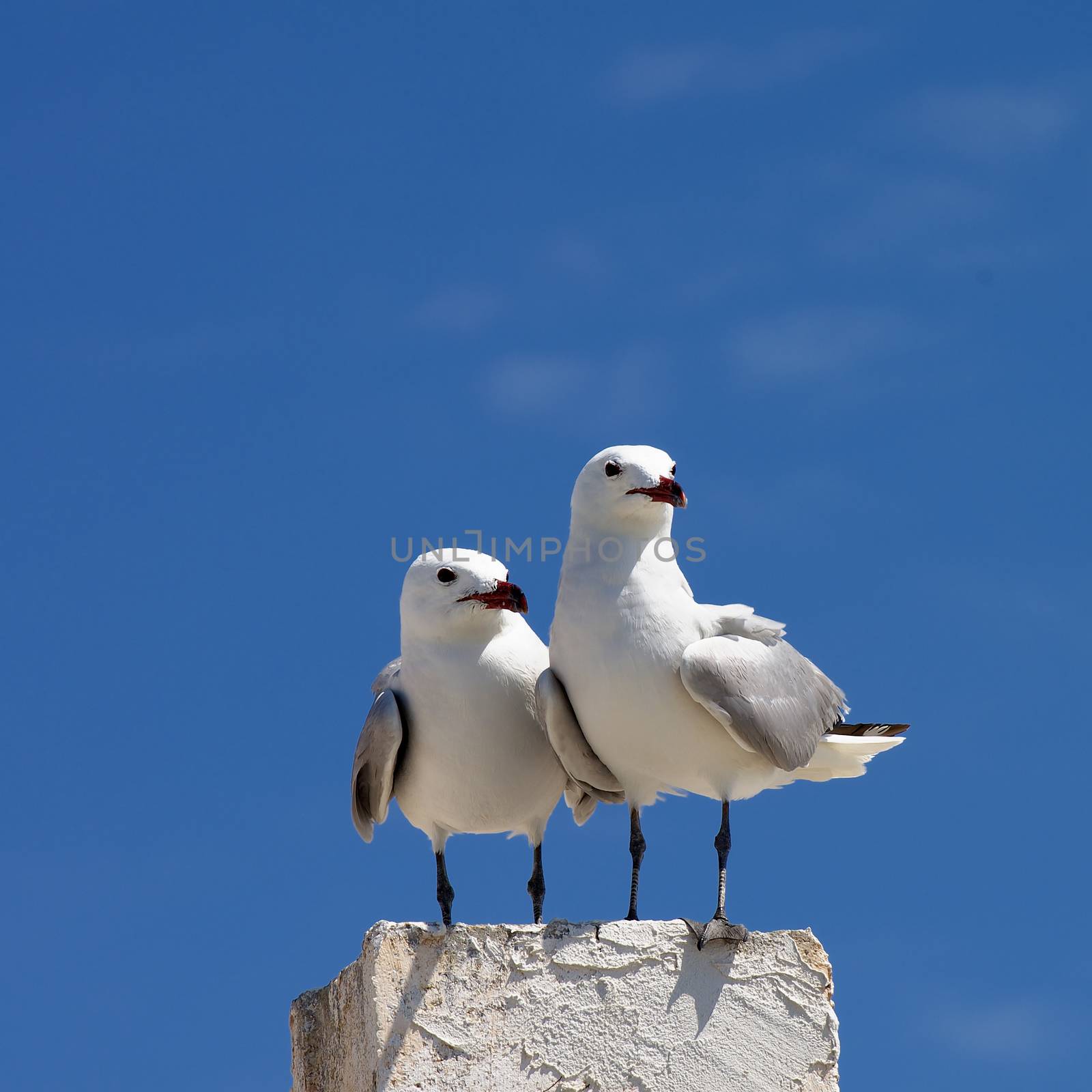 Two Beauty Seagulls near Each Other Sitting on Edge of Berth isolated on Blue Sky background Outdoors