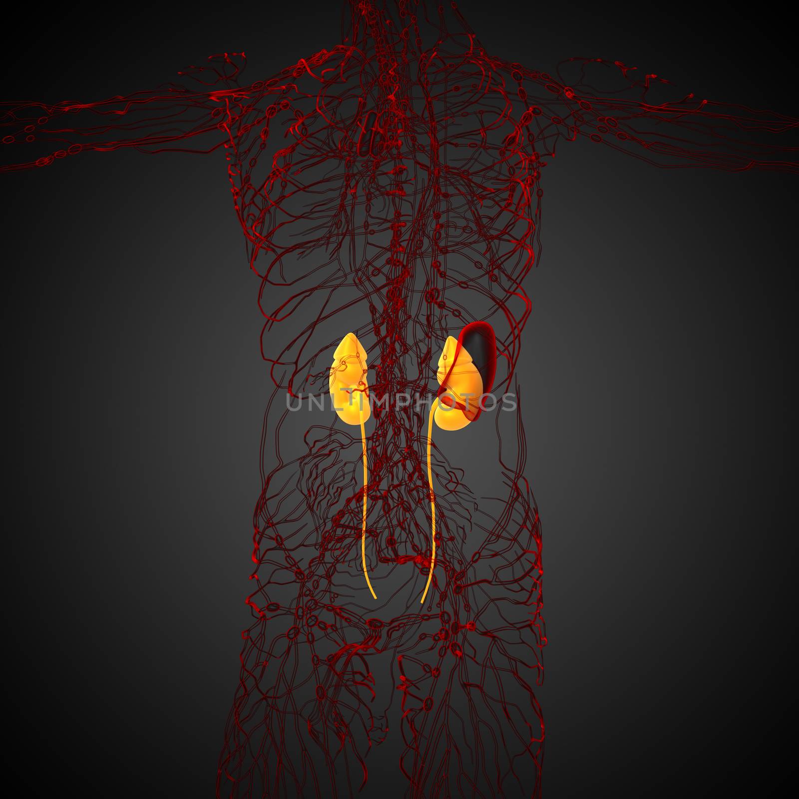3d render medical illustration of the kidney - front view