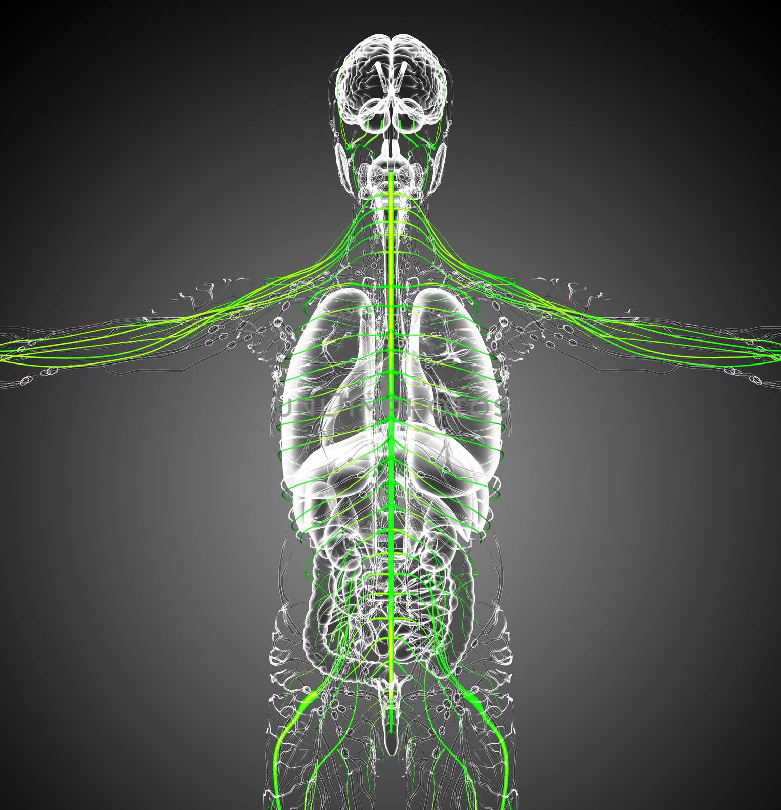 3d render medical illustration of the nerve system - back view