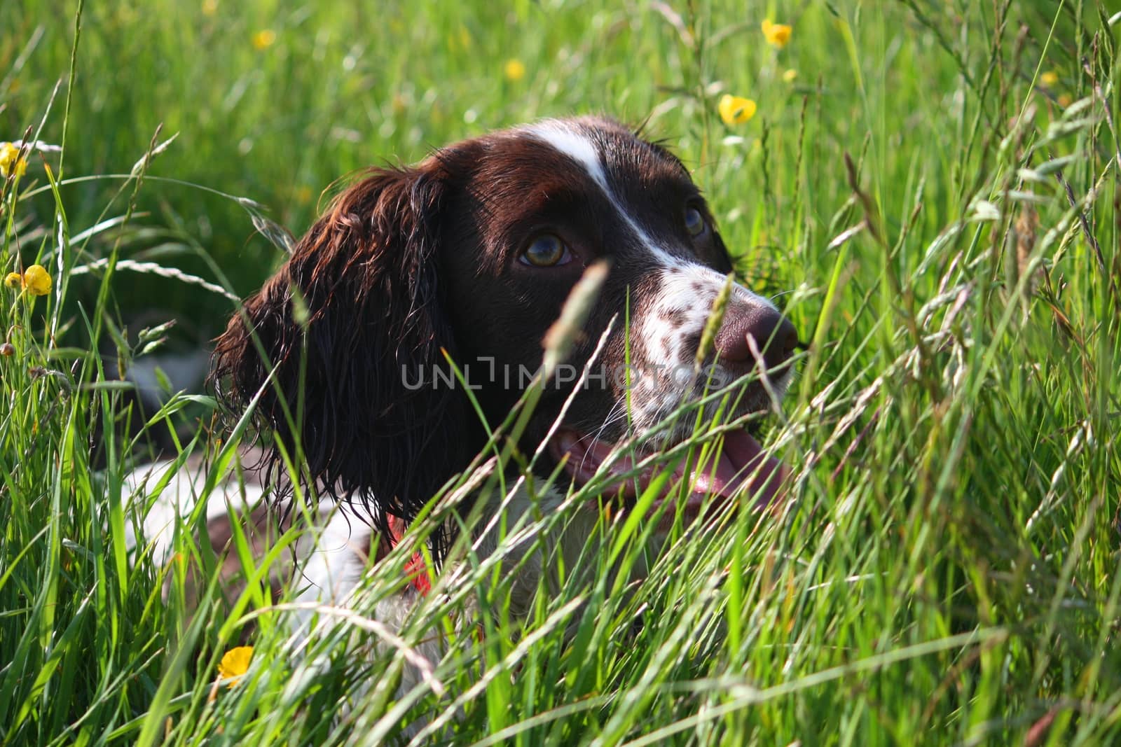 a very cute liver and white working type english springer spaniel pet gundog