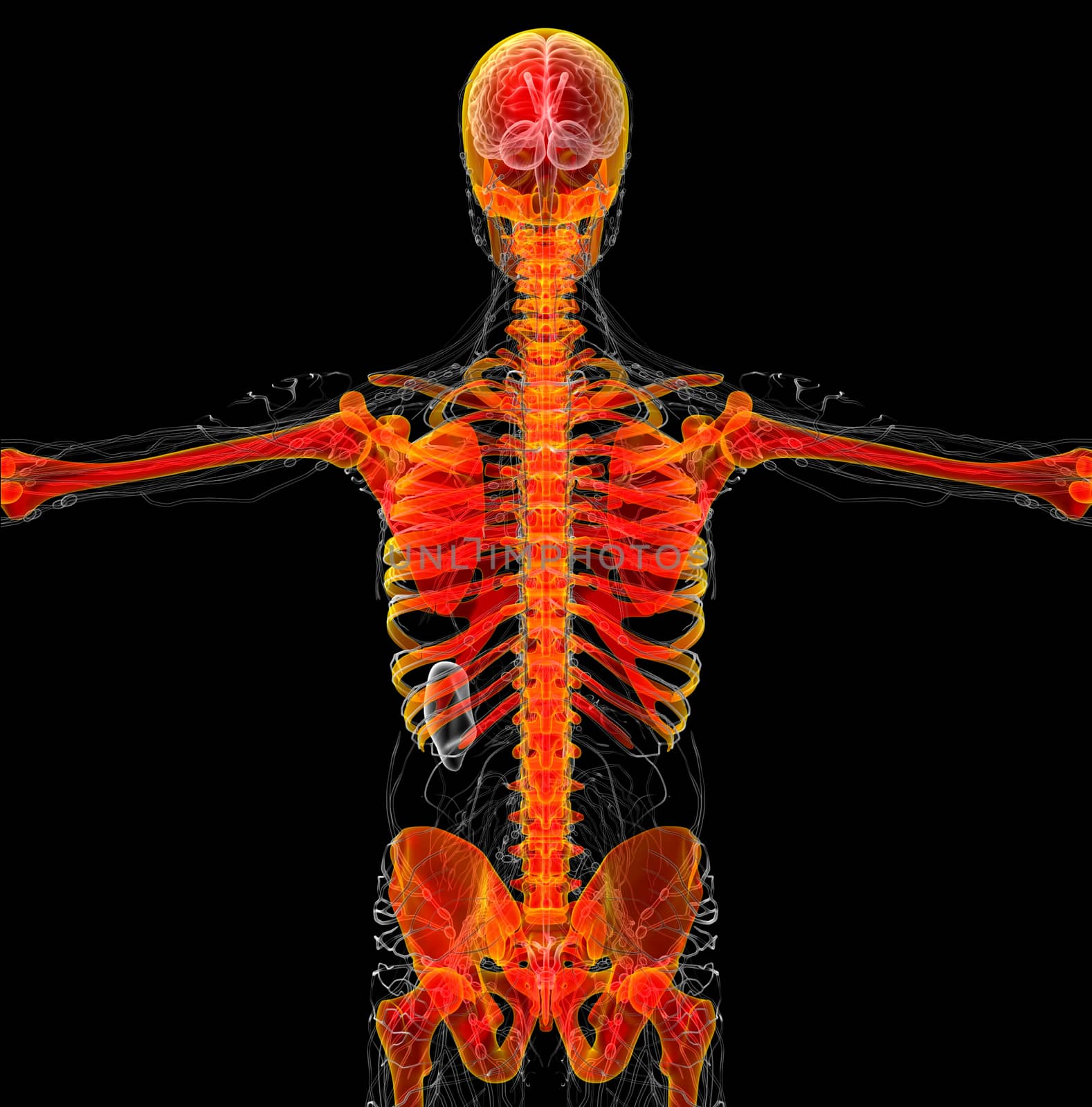 3d render medical illustration of the human skeleton - back view