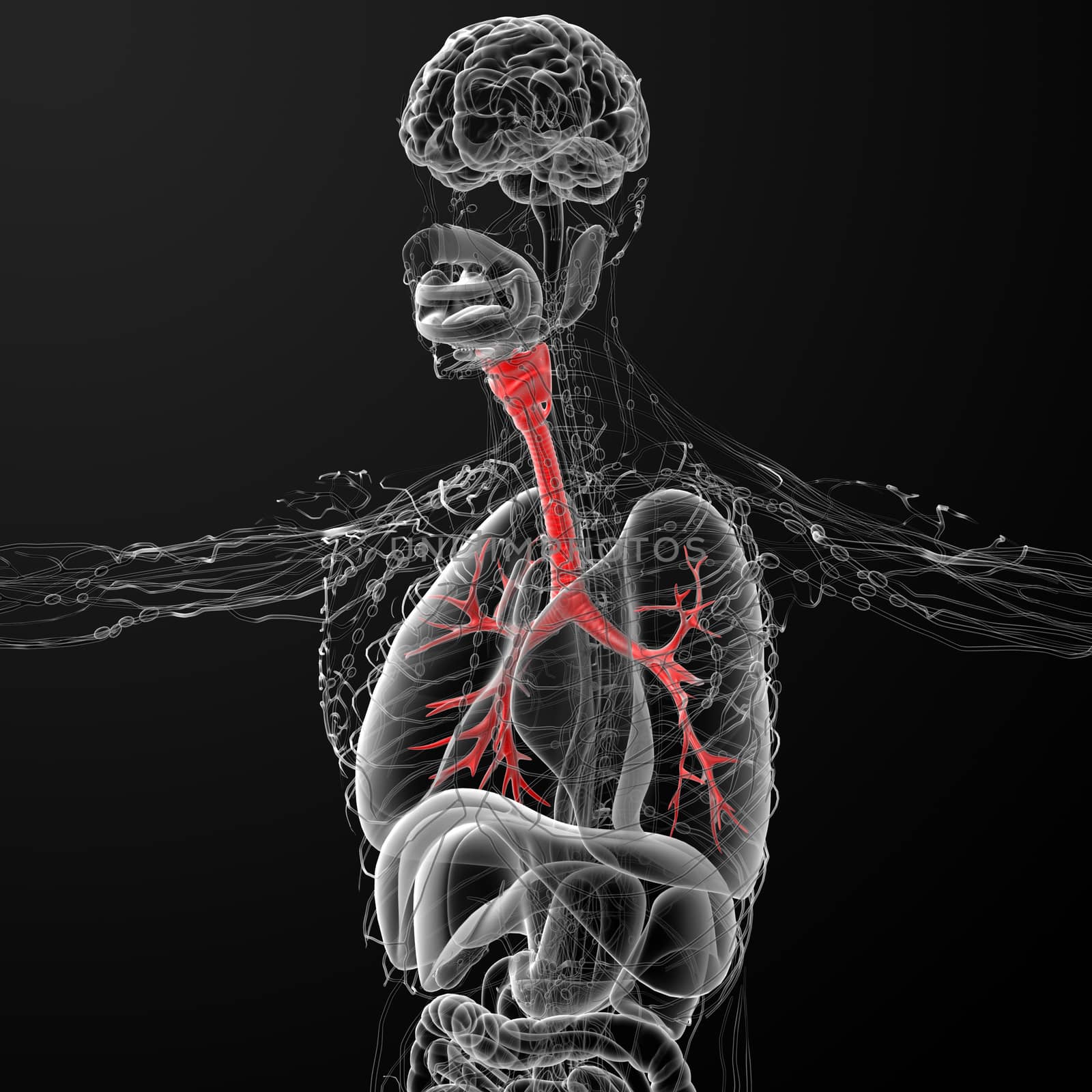 3D medical illustration of the male bronchi - side view